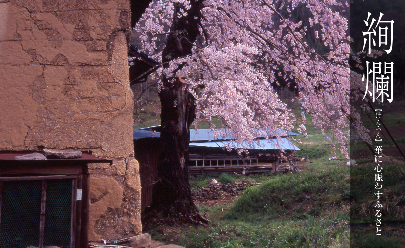 桜の木の幹