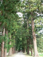 高杜神社の杉並木