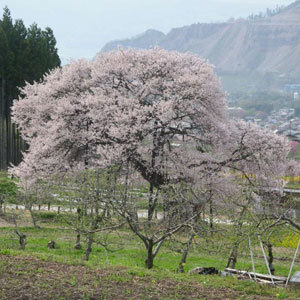 黒部のエドヒガン桜