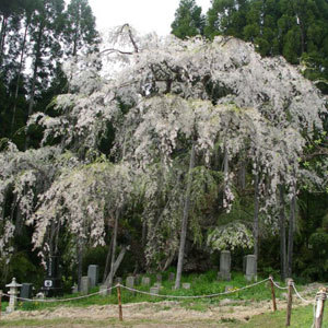 坪井の枝垂れ桜