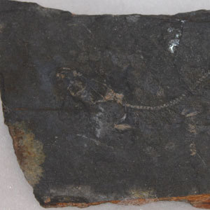 鞍掛山産出のハダカイワシ属の化石